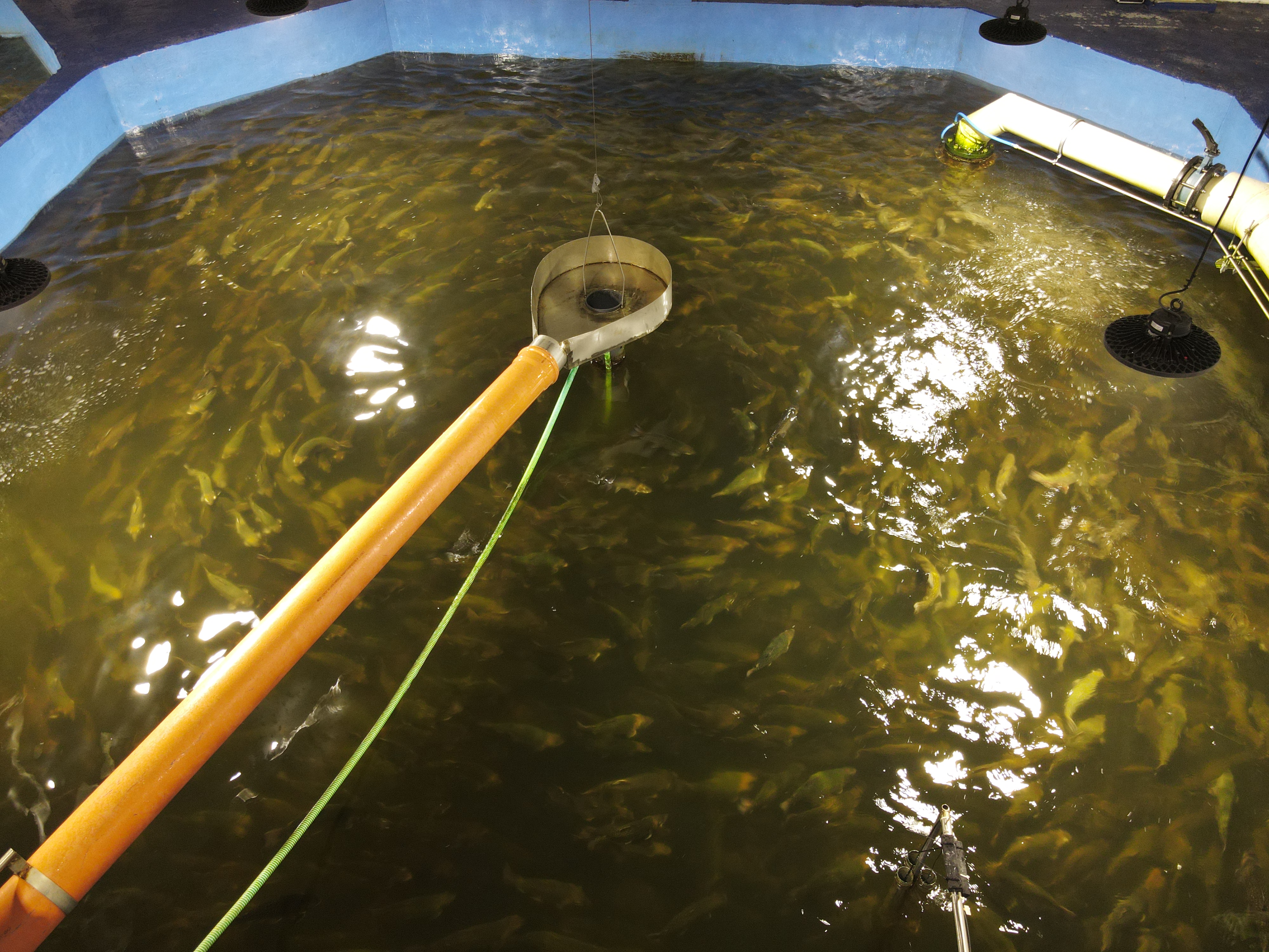 High density Arctic Charr